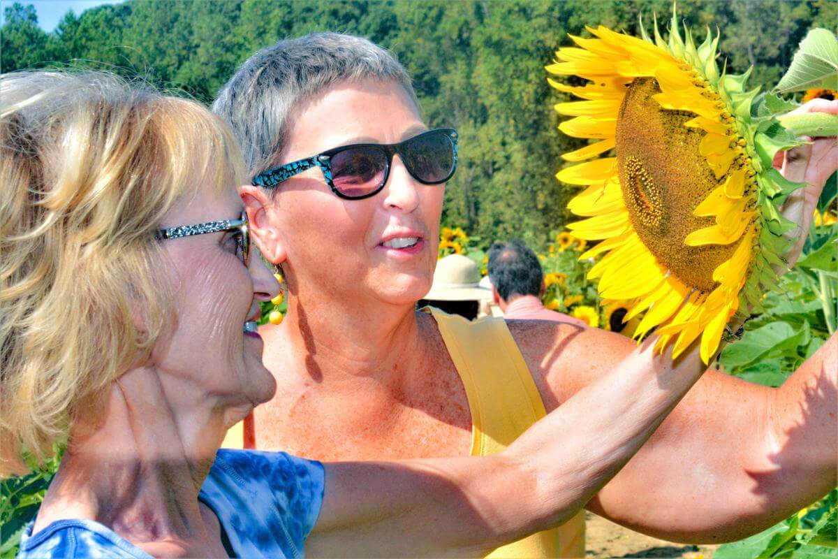 You are currently viewing First Annual Sunflower Festival a Success
